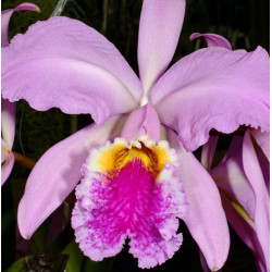 CATTLEYA MOSSIAE TIPO (Z304 X NATIVA)