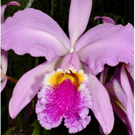 CATTLEYA MOSSIAE TIPO (Z304 X NATIVA)
