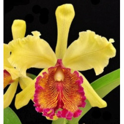 CATTLEYA DOWIANA AUREA