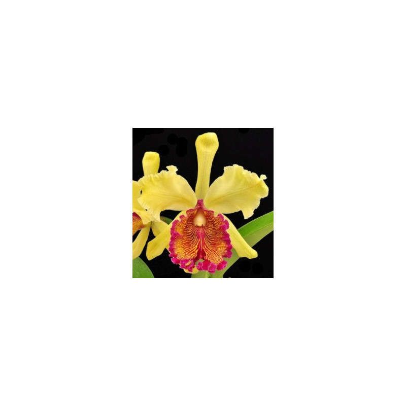 CATTLEYA DOWIANA AUREA