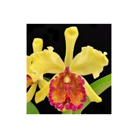 CATTLEYA DOWIANA AUREA