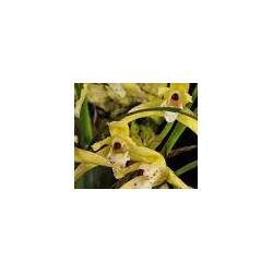 MAXILLARIA KAUTSKYI