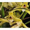 MAXILLARIA KAUTSKYI