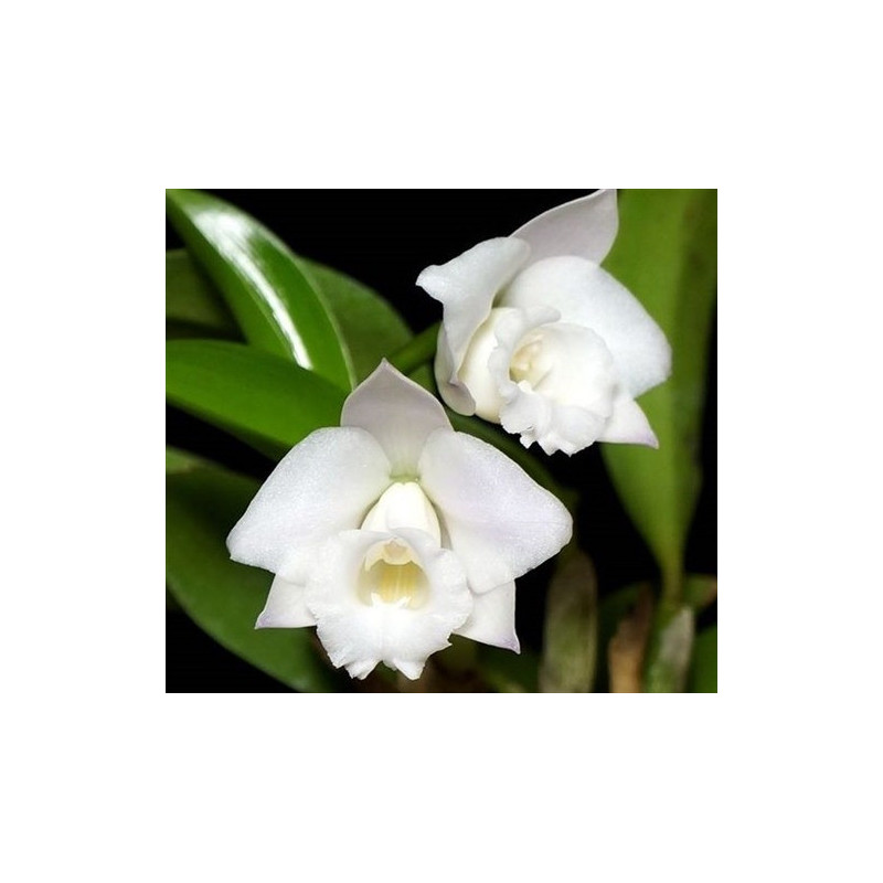 LAELIA ALAORII ALBA