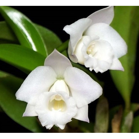 LAELIA ALAORII ALBA