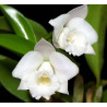 LAELIA ALAORII ALBA