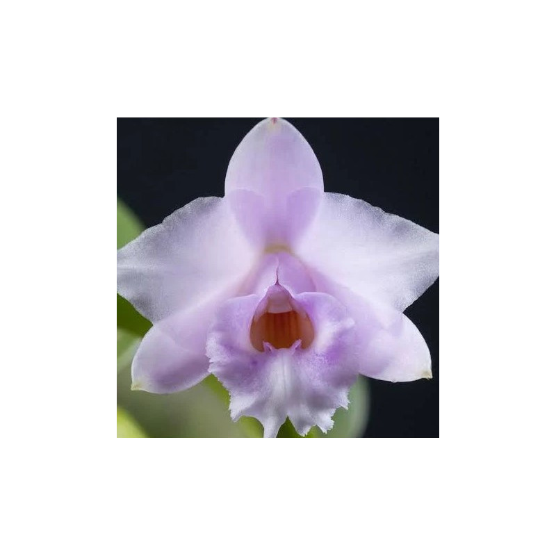 LAELIA ALAORII ROSA