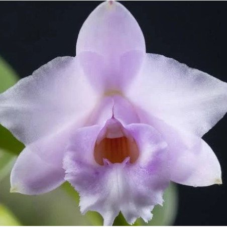 LAELIA ALAORII ROSA
