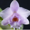 LAELIA ALAORII ROSA