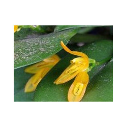 ACIANTHERA/PLEUROTHALLIS LUTEOLA