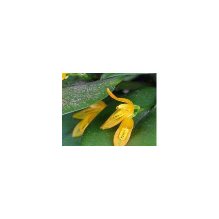 ACIANTHERA/PLEUROTHALLIS LUTEOLA