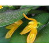 ACIANTHERA/PLEUROTHALLIS LUTEOLA