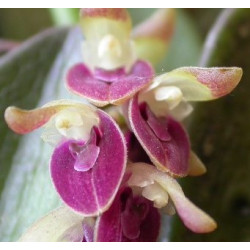 ACIANTHERA/PLEUROTHALLIS RECURVA