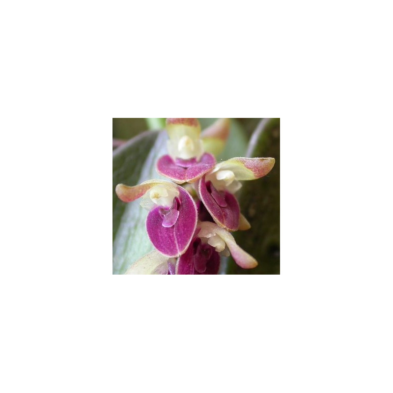 ACIANTHERA/PLEUROTHALLIS RECURVA