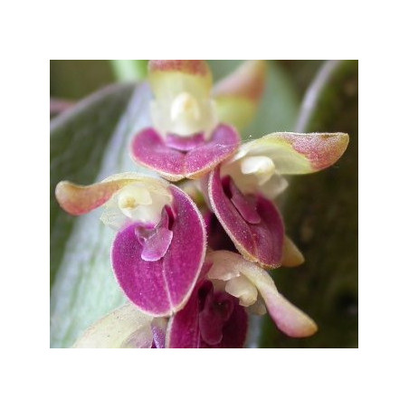 ACIANTHERA/PLEUROTHALLIS RECURVA