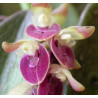 ACIANTHERA/PLEUROTHALLIS RECURVA