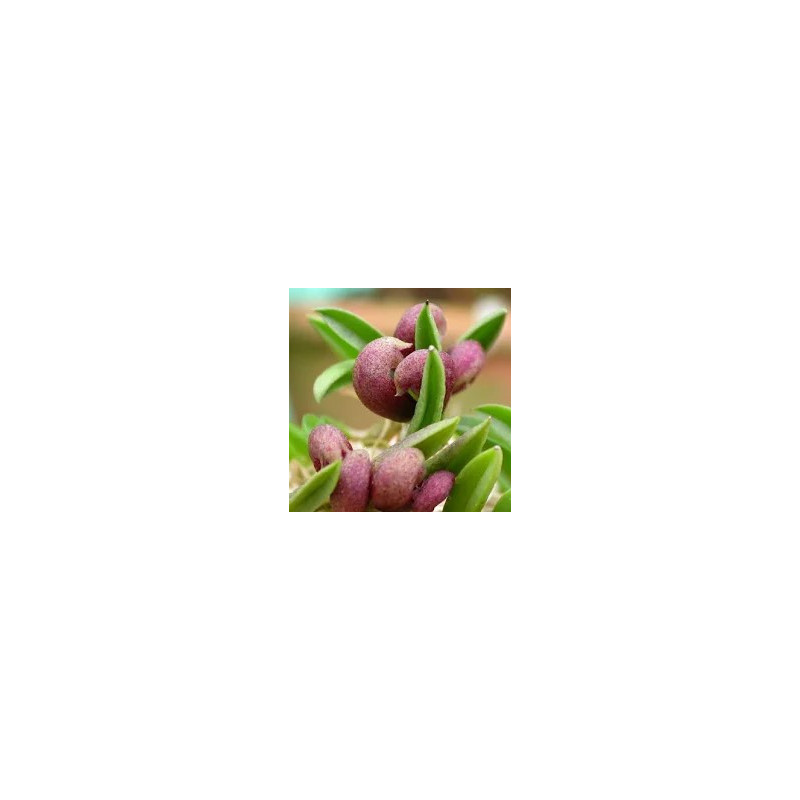 ACIANTHERA/PLEUROTHALLIS BRAGAE