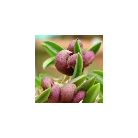ACIANTHERA/PLEUROTHALLIS BRAGAE