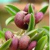 ACIANTHERA/PLEUROTHALLIS BRAGAE
