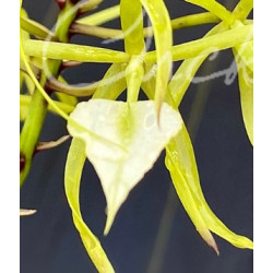 BRASSAVOLA SUBULIFOLIA SYN BUNULIFONIA / CORDATA