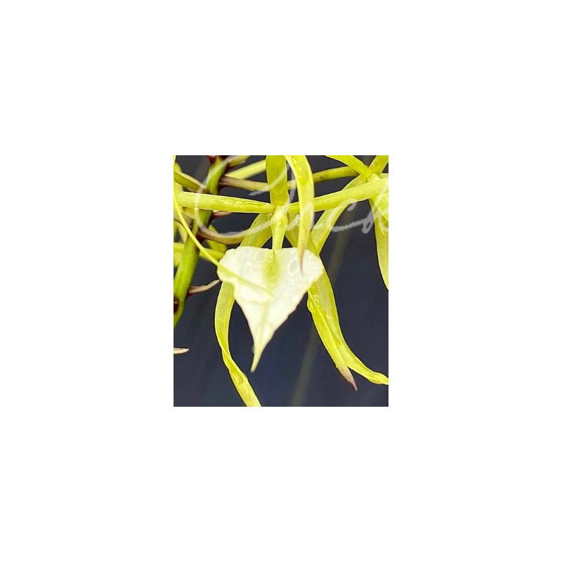 BRASSAVOLA SUBULIFOLIA SYN BUNULIFONIA / CORDATA