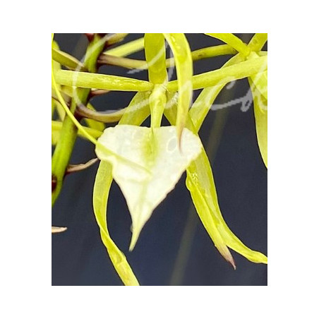BRASSAVOLA SUBULIFOLIA SYN BUNULIFONIA / CORDATA