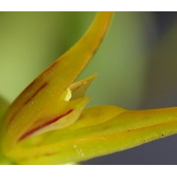 ACIANTHERA/PLEUROTHALLIS ADAMANTINENSIS