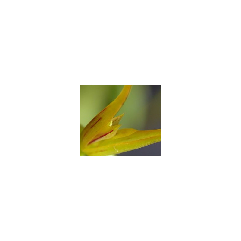 ACIANTHERA/PLEUROTHALLIS ADAMANTINENSIS