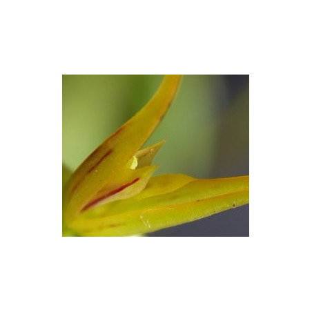ACIANTHERA/PLEUROTHALLIS ADAMANTINENSIS
