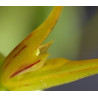 ACIANTHERA/PLEUROTHALLIS ADAMANTINENSIS