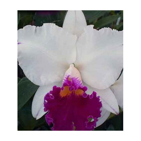 BLC. CHYONG GUU SWAN 'RUBY LIP'