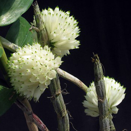 DENDROBIUM PURPUREUM ALBO