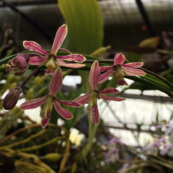 ENCYCLIA CYPERIFOLIA