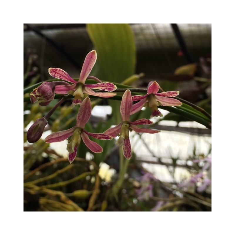 ENCYCLIA CYPERIFOLIA