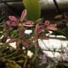 ENCYCLIA CYPERIFOLIA