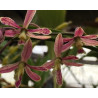 ENCYCLIA CYPERIFOLIA