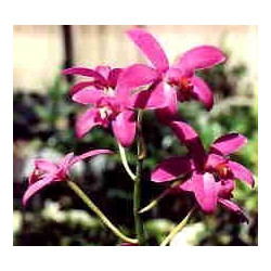 LAELIA TERETICAULIS