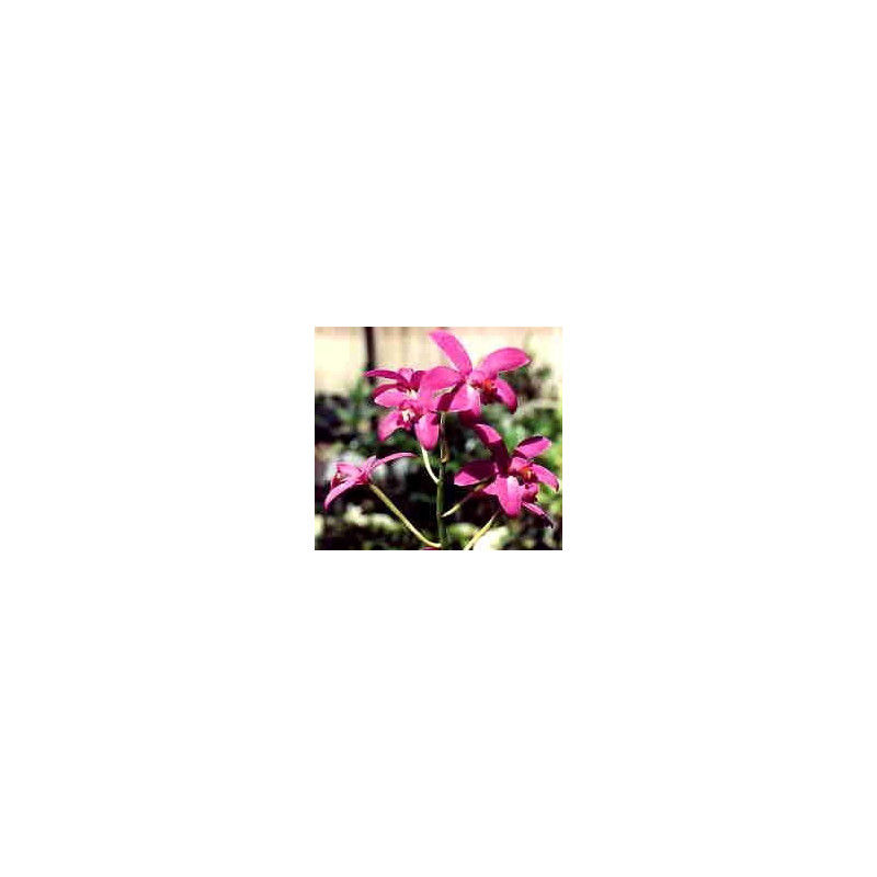 LAELIA TERETICAULIS