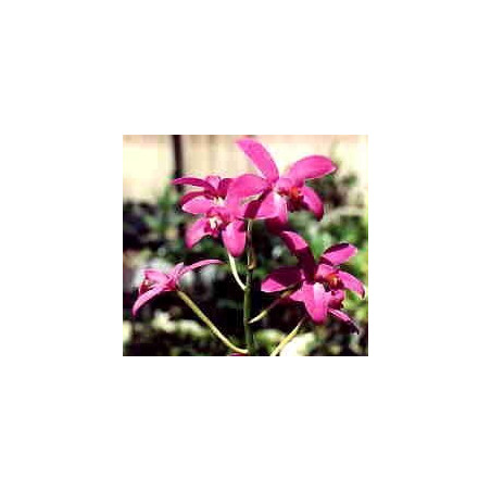 LAELIA TERETICAULIS
