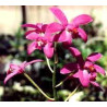 LAELIA TERETICAULIS