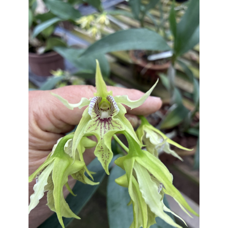 DENDROBIUM  HODGKINSONII