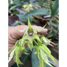 DENDROBIUM  HODGKINSONII