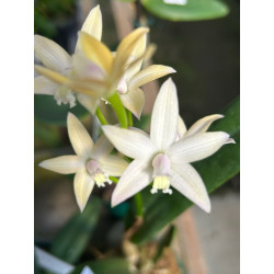 LAELIA HARPOPHYLLA X RUPESTRIS