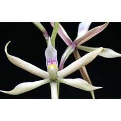 ANACHEILIUM/PROSTECHEA BULBOSUM