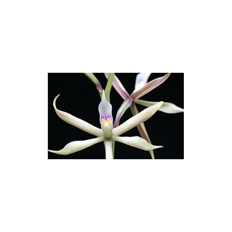 ANACHEILIUM/PROSTECHEA BULBOSUM
