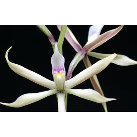 ANACHEILIUM/PROSTECHEA BULBOSUM