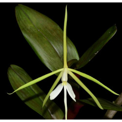 EPIDENDRUM TRIDENS