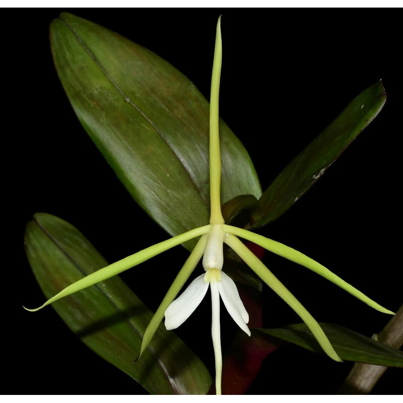 EPIDENDRUM TRIDENS
