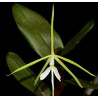 EPIDENDRUM TRIDENS