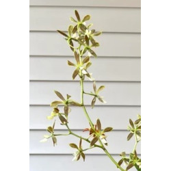ENCYCLIA PATENS